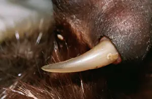 Anatinus: Duck-billed Platypus - venomous spur on adult male