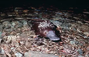 Anatinus: Duck-billed Platypus - in water