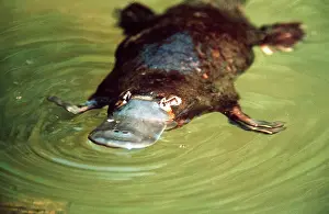 Anatinus: Duck-billed Platypus - in water