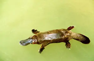 Anatinus: Duck-billed Platypus - in water from above