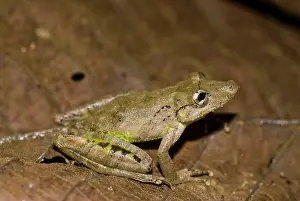 Scinax: Duck-billed Treefrog