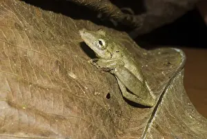 Scinax: Duck-billed Treefrog