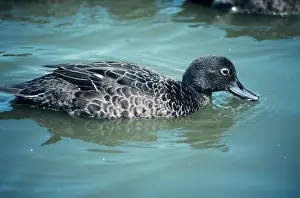 Teals: DUCK - Brown Teal female