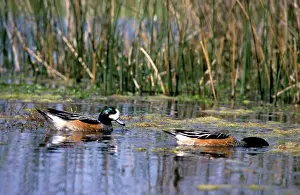 Sibilatrix: DUCK - CHILOE WIGEON 2 ON LAKE