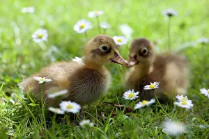 Duckling: DUCK - Ducklings in grass and daisies