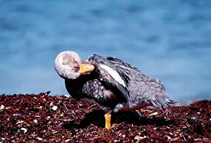 Tachyeres: DUCK - Falkland Flightless Steamer Duck