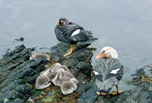 Axel Bunge: DUCK - Falkland Flightless Steamer Ducks