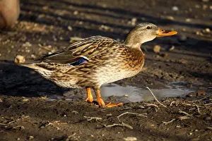 Farmyards: Duck in a farmyard France