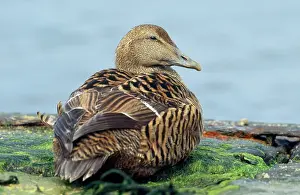 Eiders: DUCK - female Eider