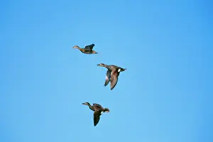 Gadwalls: DUCK - Gadwall
