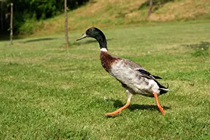 Runner: Duck hybrid mallard & Indian Runner