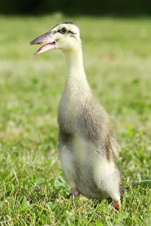 Runner: Duck - hybrid mallard & Indian Runner - duckling