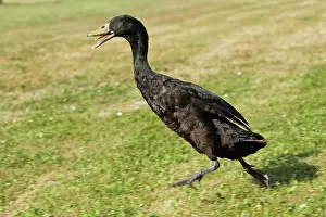 Runner: Duck - Indian Runner - black