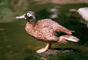 Teals: DUCK - LAYSAN TEAL