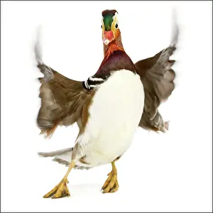 Mandarins: Duck - Mandarin - taking off