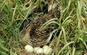 Mallards: Duck at Nest