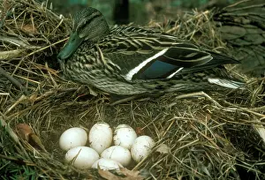 Mallards: Duck at Nest