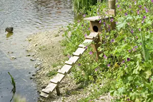 Ladder: Duck nesting box and ladder