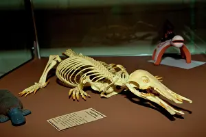 Anatinus: Duck Bill Platypus Skeleton, Ornithorhynchus