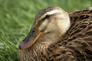 Midland: Duck, Richmond, Tasmania, Australia