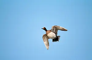 Wigeons: DUCK - Wigeon, in flight