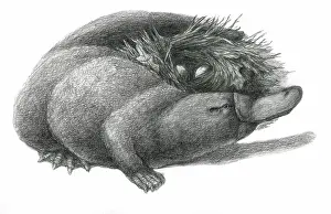 Anatinus: Duckbill Platypus