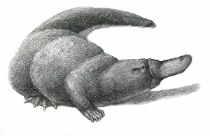Anatinus: Duckbill Platypus