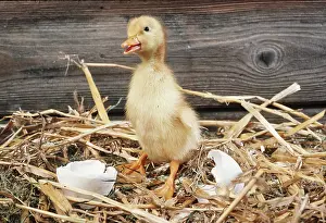 Duckling: DUCKLING - with broken eggshell, on straw