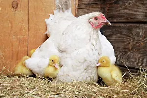 Foster: Duckling - with foster mother hen