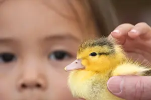 Duckling: Duckling and girl in a petting zoo - France
