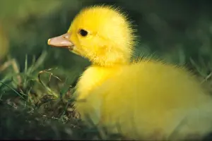 Pubescence: Duckling in grass Alsace France