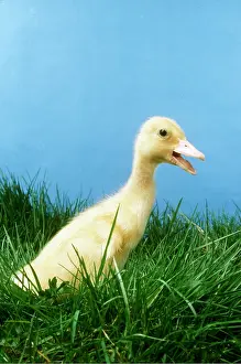 Duckling: DUCKLING - in grass, beak open