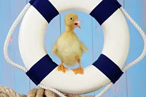 Rubber: Duckling - with lifebelt / rubber ring