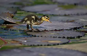 Mallard: Duckling mallard (Anas plathyrrhynchos), walking