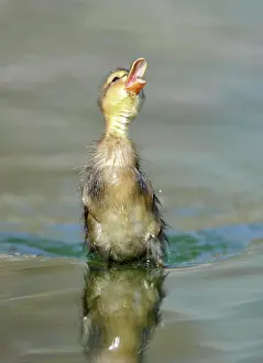 Pictures: Duckling, Mallard Duck (Anas plathyrhynchos) snapping