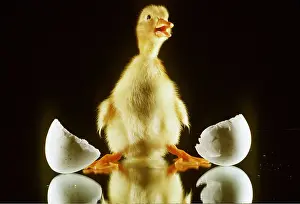 Duckling: DUCKLING - on mirror with broken eggshell