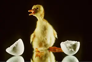 Duckling: DUCKLING - on mirror, mouth open, with broken eggshell