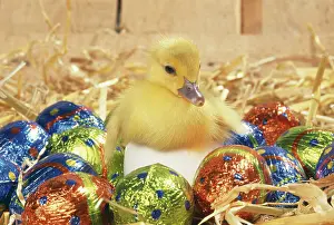 Muscovy: DUCKLING - Muscovy duckling in egg with Easter eggs
