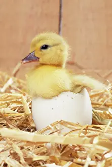 Muscovy: DUCKLING - Muscovy Duckling in egg shell