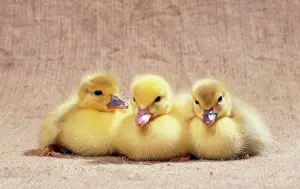 Muscovy: DUCKLING - three Muscovy Ducklings sitting in a row