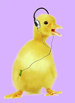 Headphones: Duckling wearing headphones listening to iPod /
