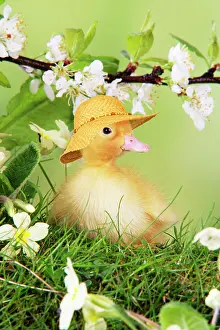 Bonnets: Duckling, wearing straw hat in spring