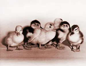 Ducklings: Ducklings