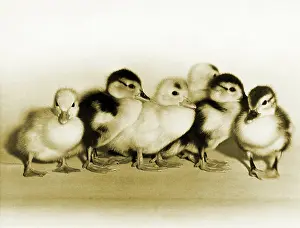 Ducklings: Ducklings