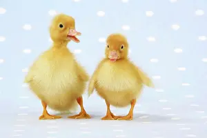 Easter: Ducklings on blue spotted background