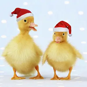 290621: Ducklings on blue spotted background wearing, red Christmas