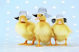 Bonnets: Ducklings, on blue spotted background wearing hats
