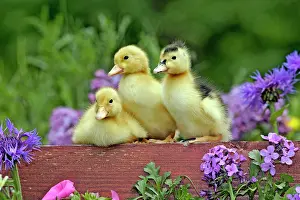 Ducklings - three a few days old sitting together in flower