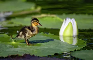 Mallard: Ducklings Mallard (Anas plathyrrhynchos), white