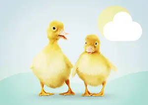 161118: Ducklings in spring, illustrated spring scene